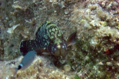 chorwacja-10-2015_55_20151111_1748331033