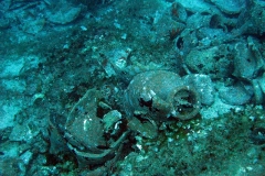 chorwacja-10-2015_67_20151111_1447320302