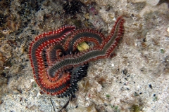 chorwacja-10-2015_77_20151111_1471896831