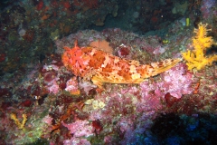 chorwacja-10-2015_97_20151111_1631011864