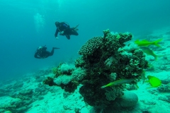 dahab-05-2018_117_20180601_1346968413