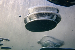 piechcin-02-2014_20140212_1709370755