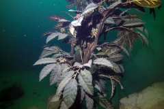 DCIM\100GOPRO\GOPR2446.